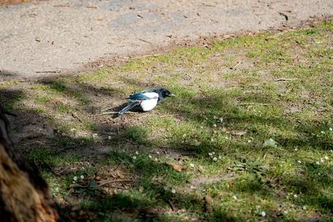 Magpie walks through leaf litter. Quiet forest environment with magpie foraging Stock Photos