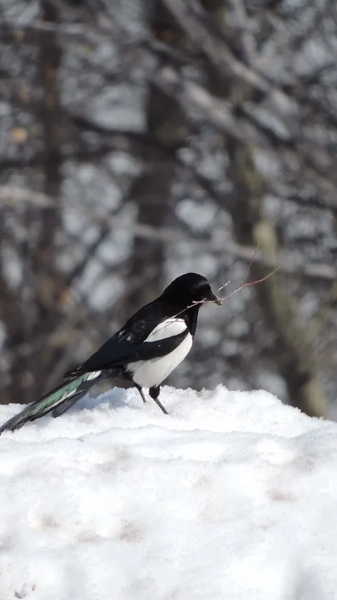 A magpie walks through the snow and holds a branch in its beak Stock Footage 340265607