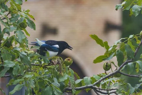Magpie on the walnut tree. 스톡 사진