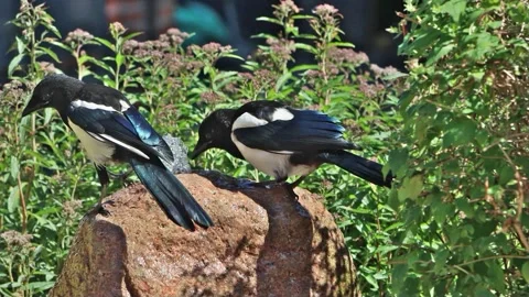 Magpie on waterfall stone drinks water  Stock Footage 244288316