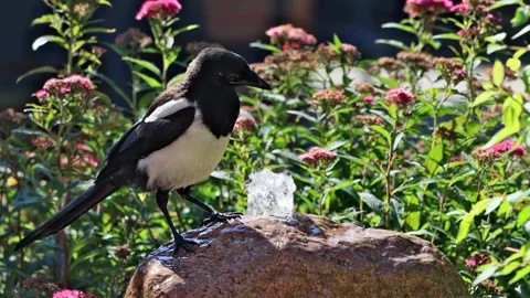 Magpie on waterfall stone drinks water  Stock Footage 247444853