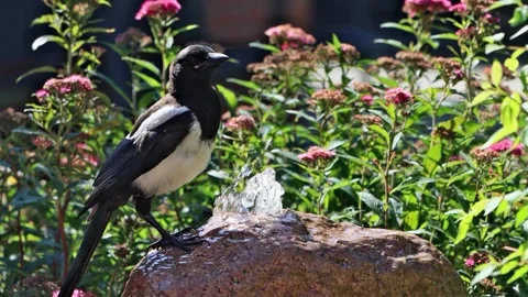 Magpie on waterfall stone drinks water  Stock Footage 262031815
