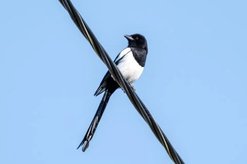 Magpie on a wire Stock Photos