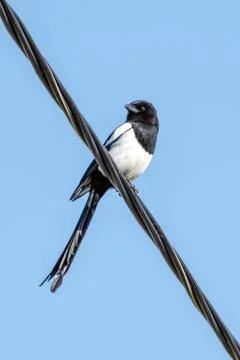 Magpie on a wire Stock Photos