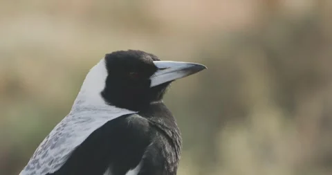 Magpies Bird, Head Close Up Stock Footage 317477787