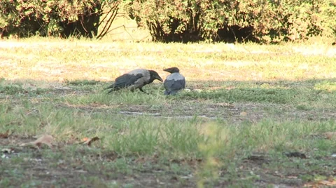 Magpies eating Stock Footage 8693389