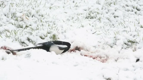 Magpies feeding in snow Stock Footage