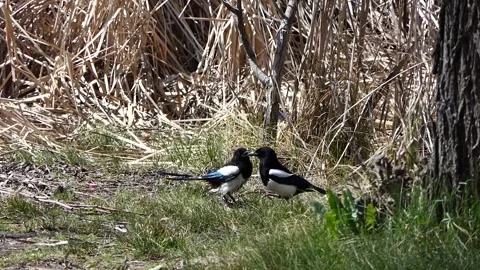Magpies fighting in the grass Stock Footage 238680985