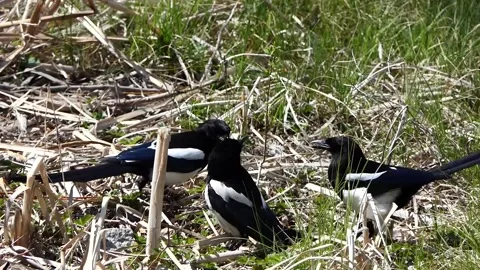 Magpies fighting in the grass Stock Footage 238681078