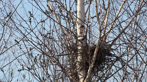 Magpies Stock Footage 22825582