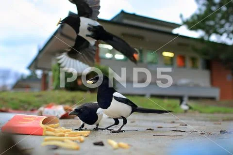 Magpies (pica pica) Stock Photos
