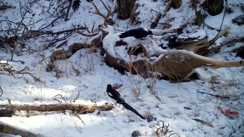 Magpies return after having been scared off by a crow landing. Stock Footage 266844644