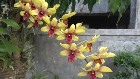 MAH01054 Stock Footage 195088716