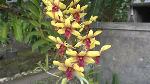 MAH01055 Stock Footage 195088777