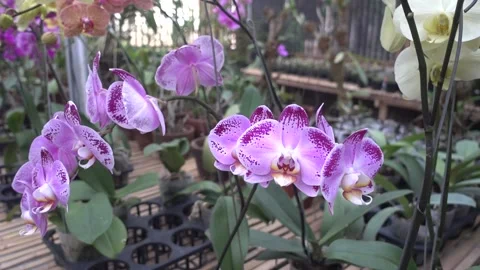 MAH01060 Stock Footage 195088779