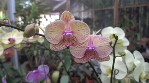 MAH01061 Stock Footage 195088778