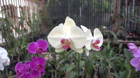 MAH01062 Stock Footage 195088782