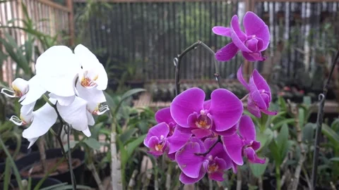 MAH01063 Stock Footage 195088836