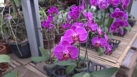 MAH01064 Stock Footage 195088876