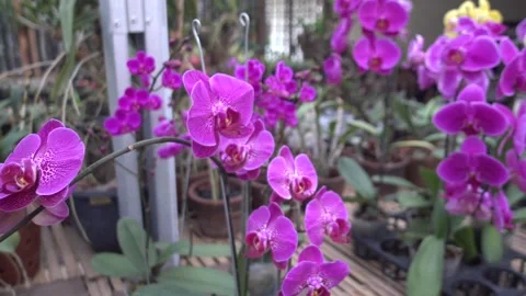 MAH01065 Stock Footage 195088881