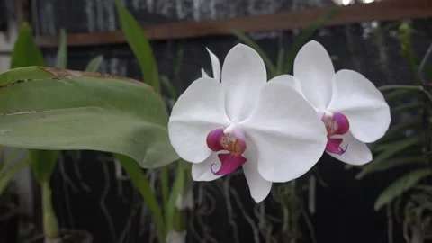 MAH01066 Stock Footage 195088877