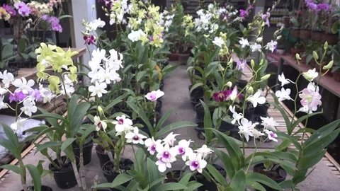 MAH01067 Stock Footage 195088854