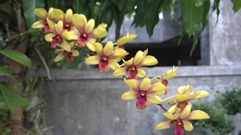 MAH01076 Stock Footage 195088890