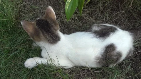 MAH01108 Stock Footage 195090287