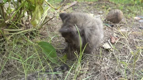 MAH01109 Stock Footage 195090306