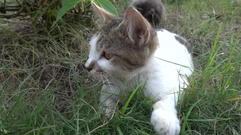 MAH01110 Stock Footage 195090382