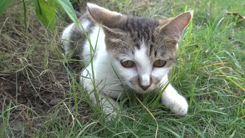 MAH01111 Stock Footage 195090412