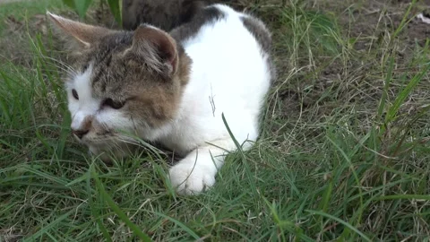 MAH01112 Stock Footage 195090411