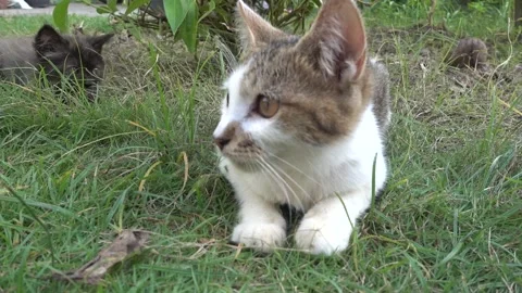 MAH01113 Stock Footage 195090381