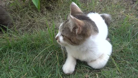 MAH01114 Stock Footage 195090413