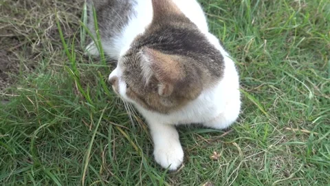 MAH01116 Stock Footage 195090438