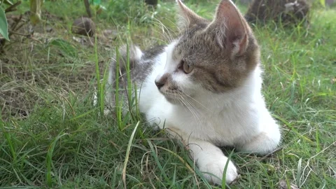 MAH01117 Stock Footage 195090567