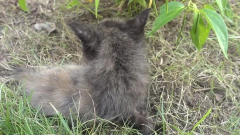 MAH01118 Stock Footage 195090573