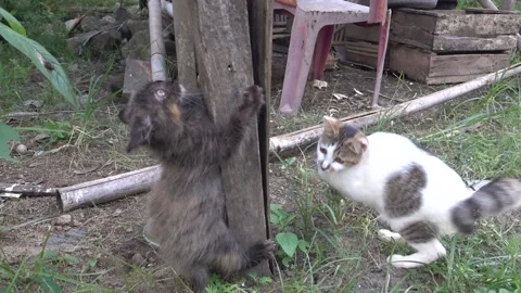 MAH01119 Stock Footage 195090553