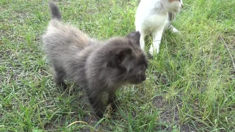 MAH01121 Stock Footage 195090568