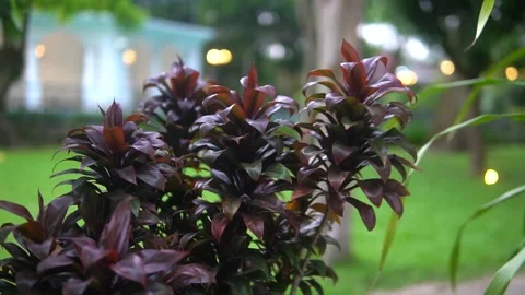 MAH05391 Video stock 300427590