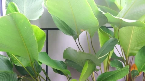 MAH05519 Video stock 301582355