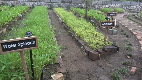 MAH08162 Stock Footage 194074343