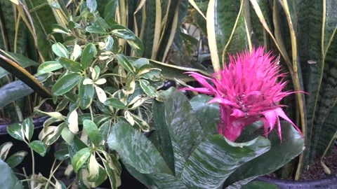 MAH08180 Stock Footage 194074552