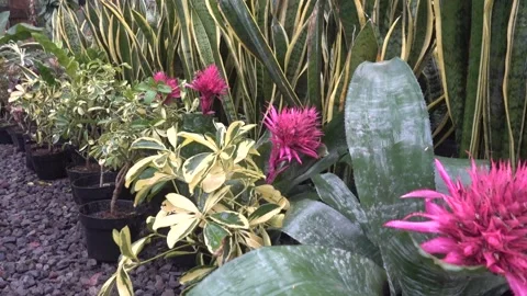 MAH08181 Stock Footage 194074502