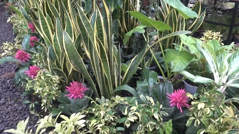 MAH08182 Stock Footage 194074556