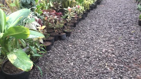 MAH08200 Stock Footage 194074610