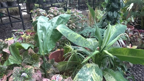 MAH08201 Stock Footage 194074571