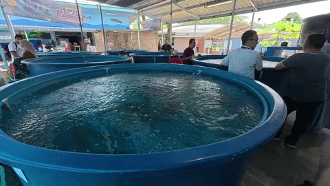 MAHA 2026 Exhibition Visitors Learning Modern Freshwater Aquaculture Stock Footage 346843794