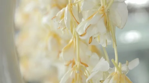 Maha Hong flower Stock-Footage 101656505