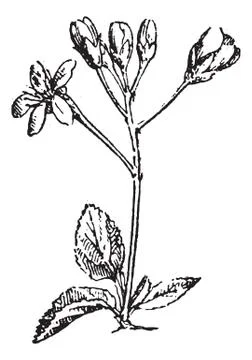 Mahaleb cherry or Prunus mahaleb vintage engraving Stock Illustration